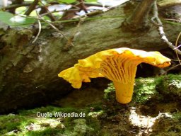 Waldpilze essbar &raquo; Waldpilze Essbar &raquo; pfifferling